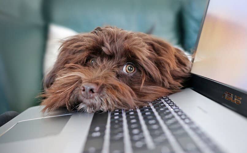 perro acostado encima de laptop